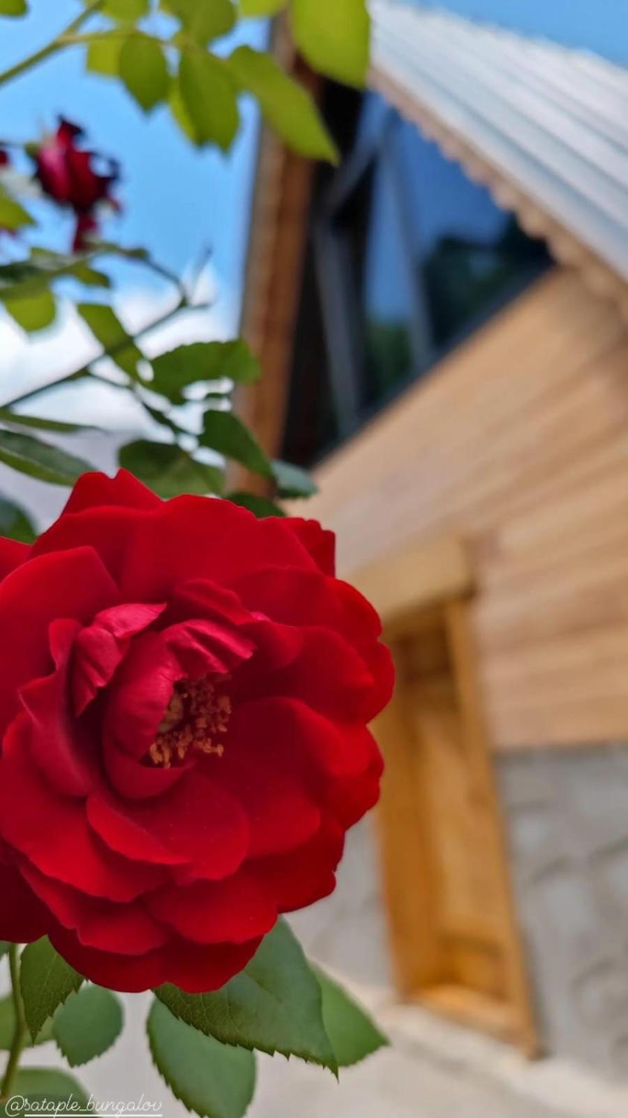 Sataplebungalov Çamlıhemşin Zewnętrze zdjęcie